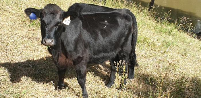 4 x purebred Angus heifers for sale