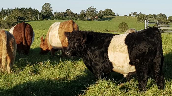 2 Pure Belted Galloway Bull Calves, add colour to your herd!