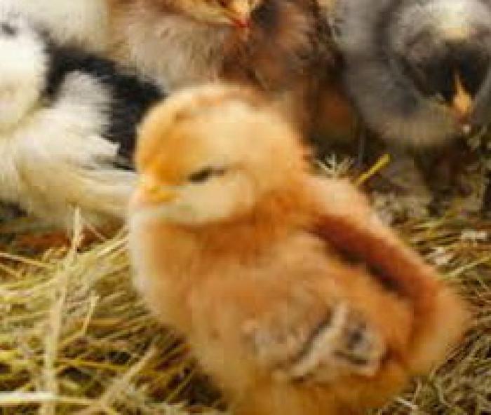 Cute Fluffy Chickens Ready Now
