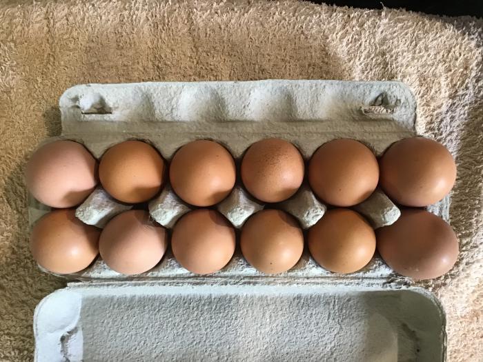 Fresh Fertile Eggs Available Now