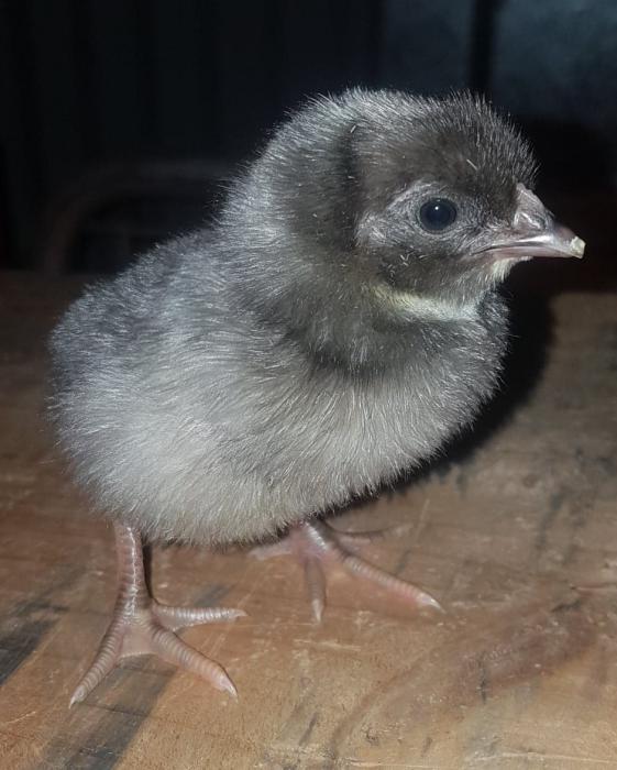 Very cute day old baby chickens for sale