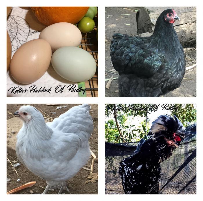 FERTILE EGGS - MIXED AREA OF VARIOUS BREEDS