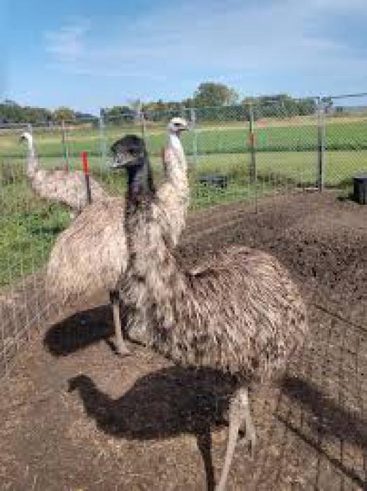 Emu chicks ready for Sale