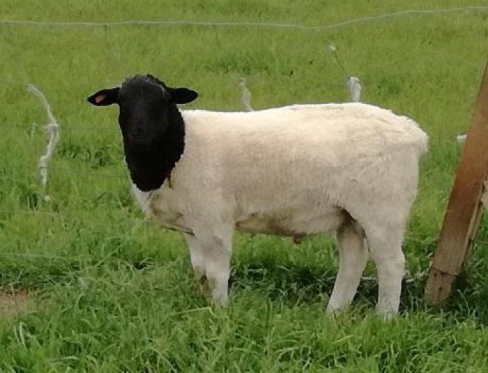 Black head and white Dorper sheep for sale