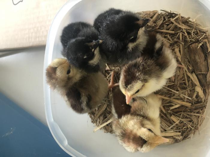 Day old Pure Bred Chicks
