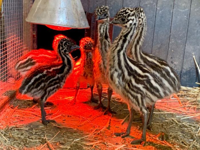 Emu chicks,birds and hatching eggs for sale