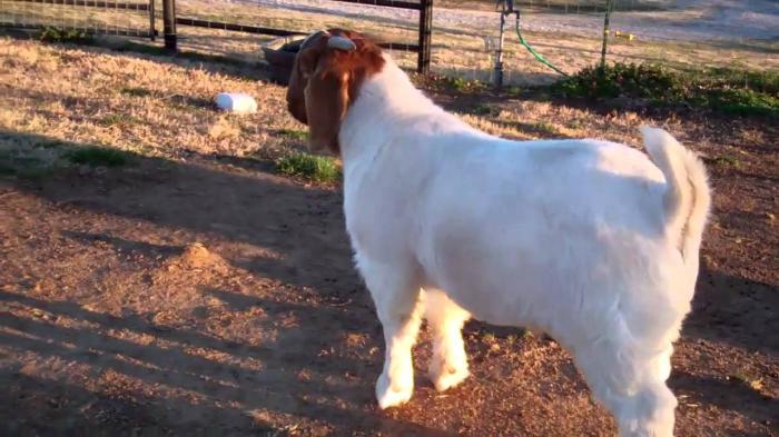 Boer goat Ewes and rams for sale