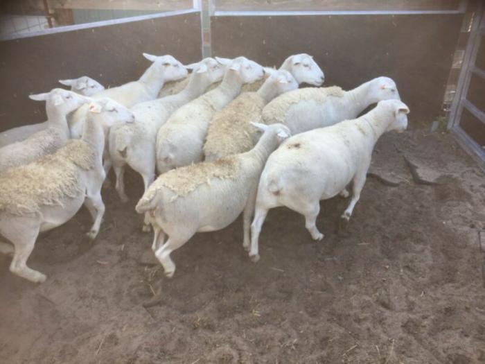 Dorper/ white Dorper sheep for sale