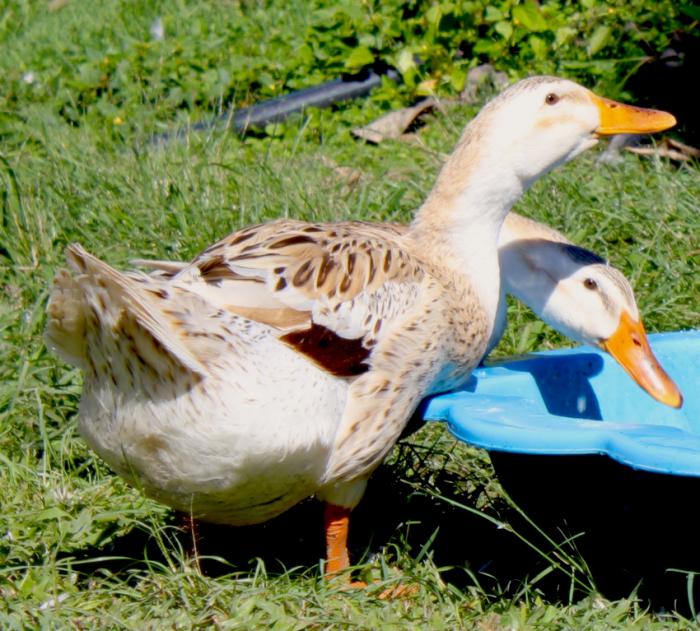 Silver Appleyard duck – Fertile eggs