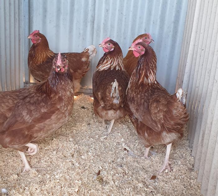 HYLINE BROWN POINT OF LAY PULLETS 
