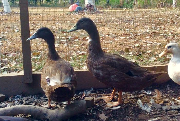 Breeding pair of Khaki Campbell ducks