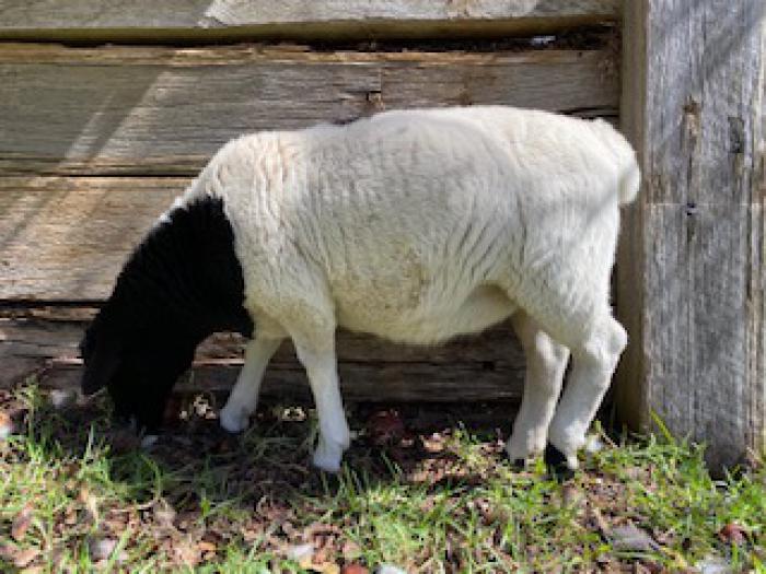 Dorper Ram Lamb