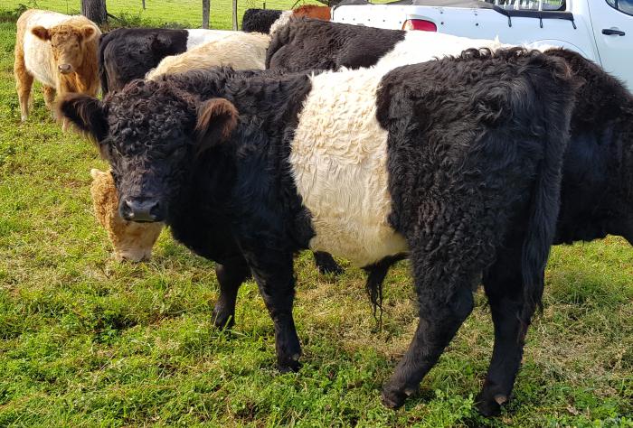 Pure Belted Galloway Bull Calves, add colour to your herd!