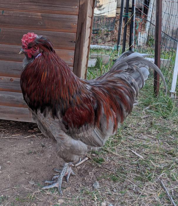 gorgeous olive egger rooster