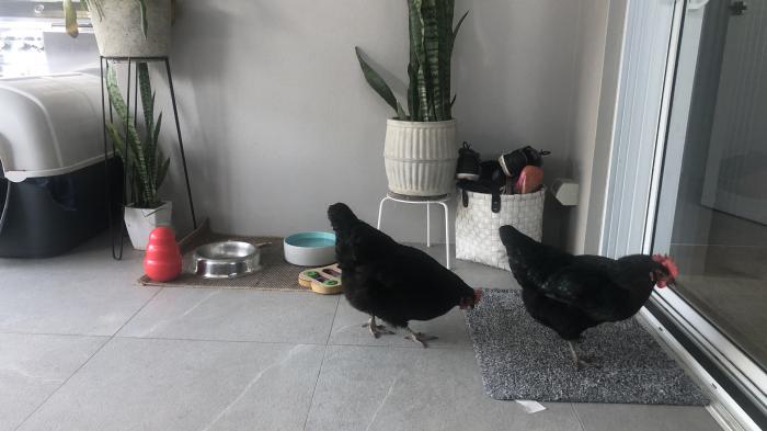 2x hens for sale
