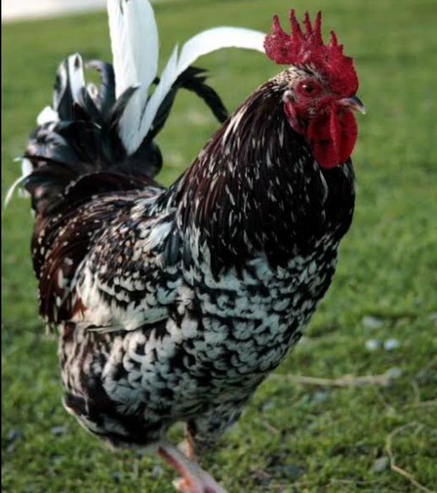 Wanting a pure speckled Sussex rooster