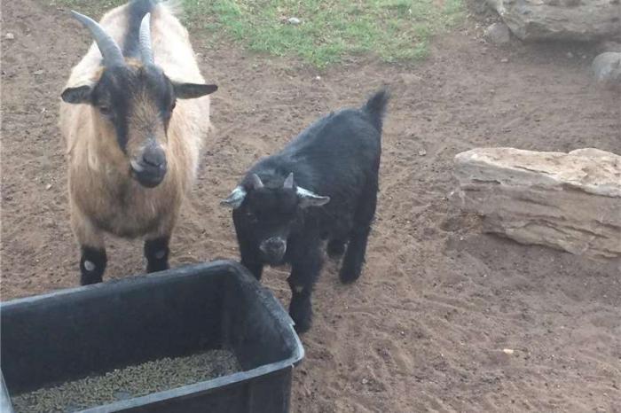 Goats Dwarf goats Livestock