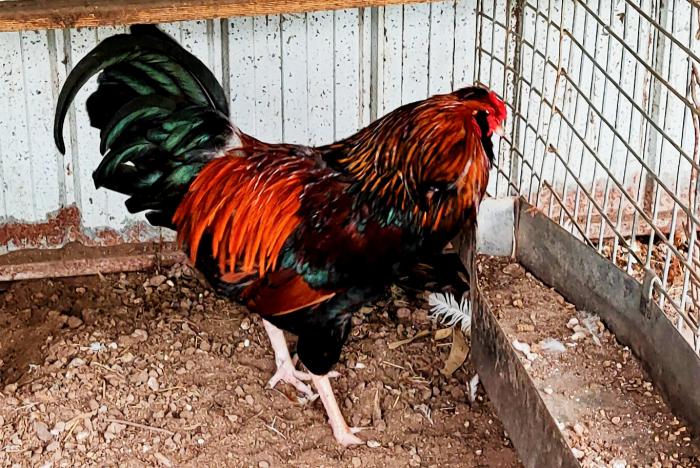 Ameraucana rooster