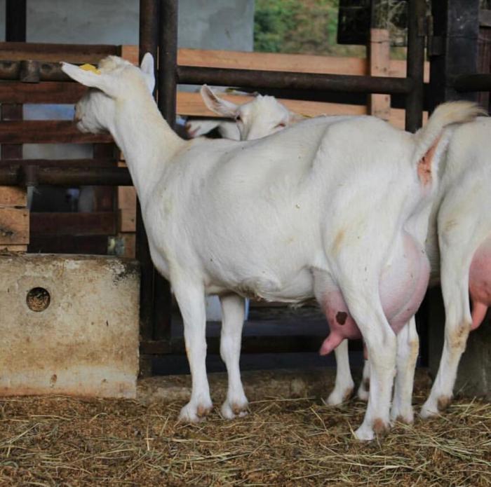 Senaan milk goats for Sale