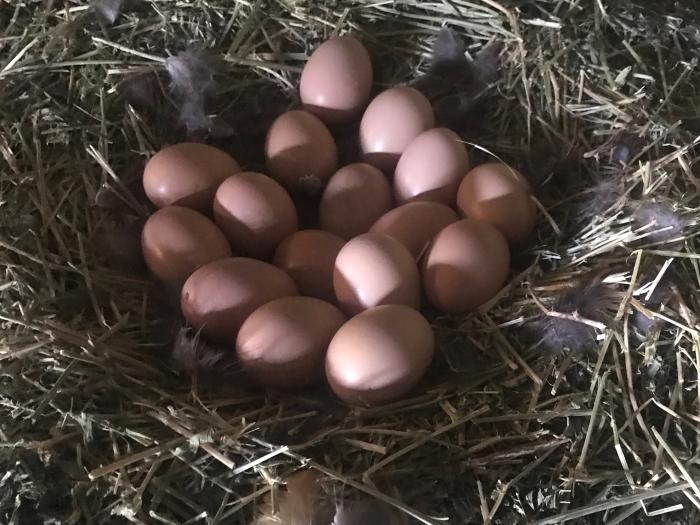 Barnevelders x Vorwerk fertile eggs