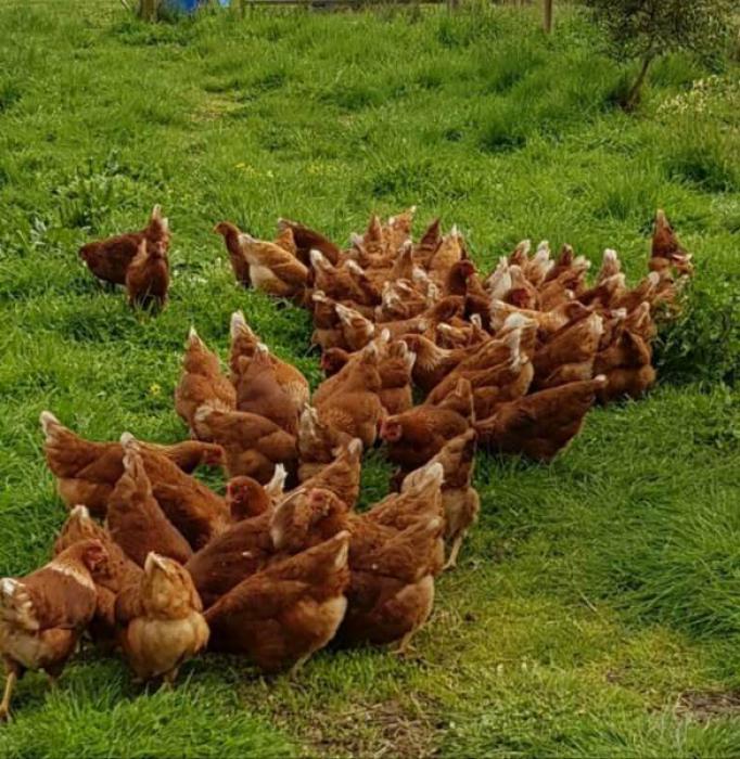 FREE RANGE CHICKENS ISA BROWN & HYLINE PULLETS POINT OF LAY