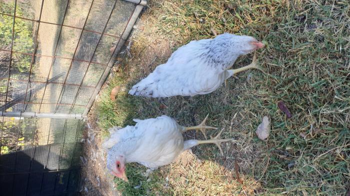 PUREBRED PLYMOUTH ROCK PULLETS(GIRLS)