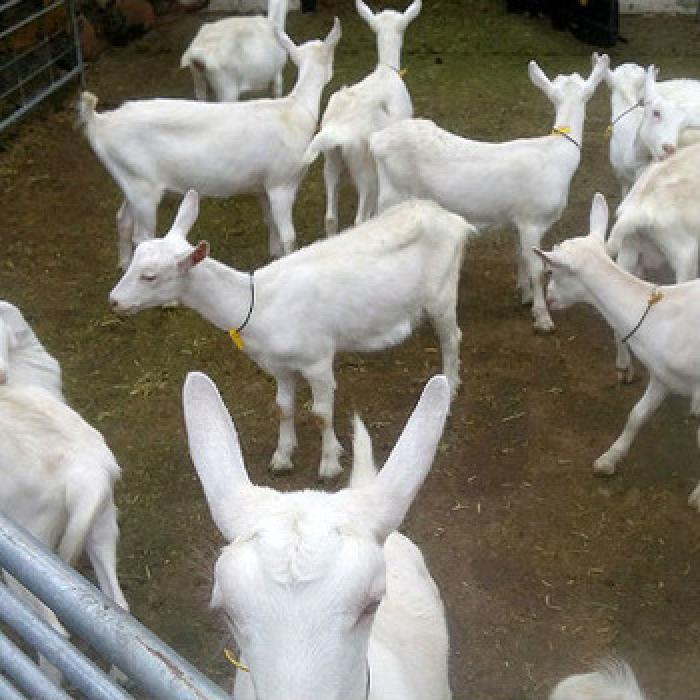 Boer and saanen milking goats for sale