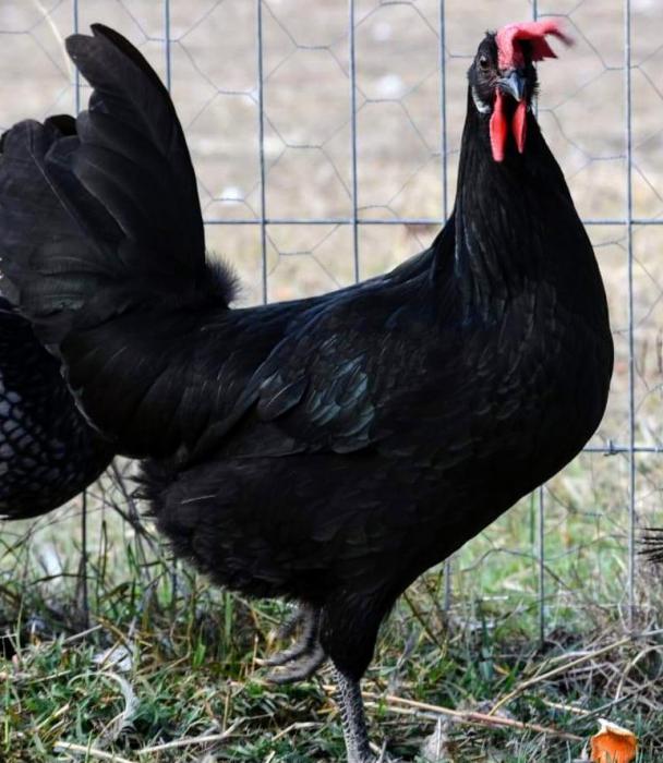 Andalusian rare breed pullets