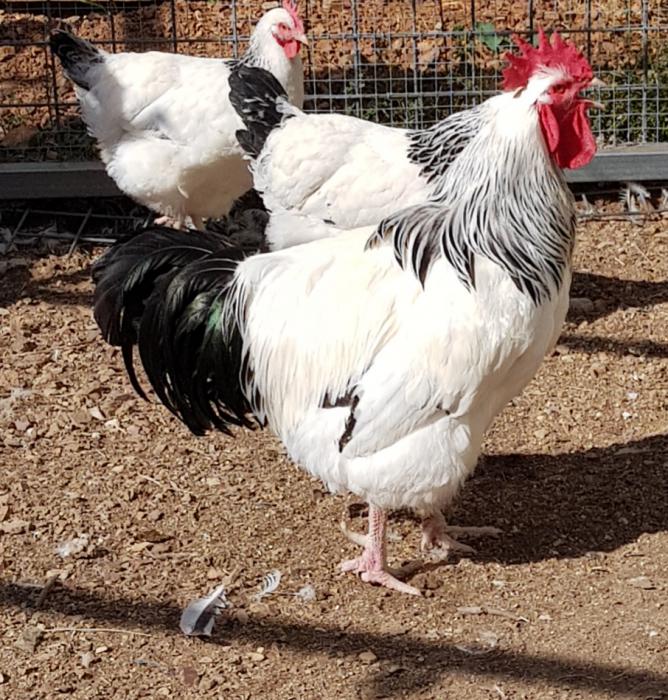 large light sussex chickens