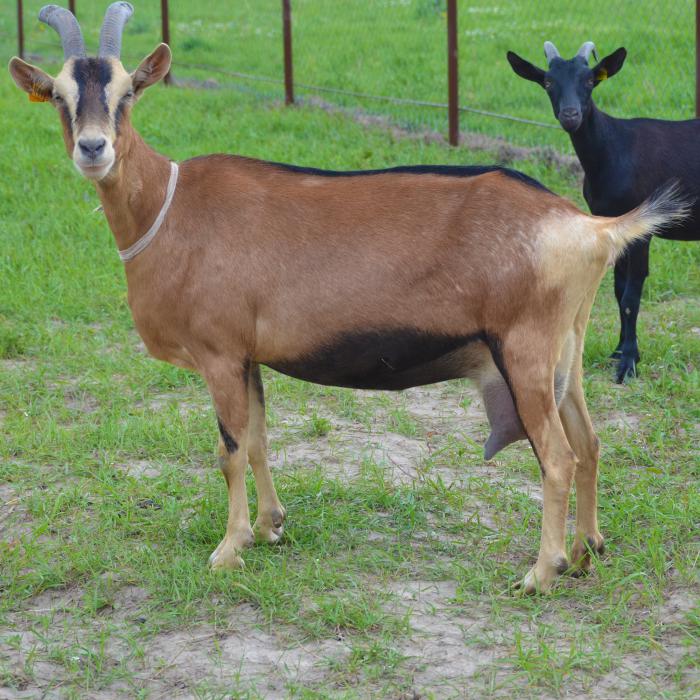 High quality registered Alpine goats for sale