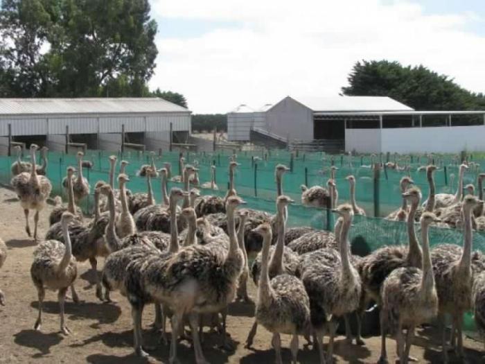 African black neck ostriches for sale