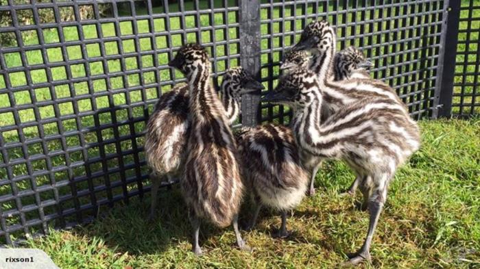 Emu Chicks for Sale