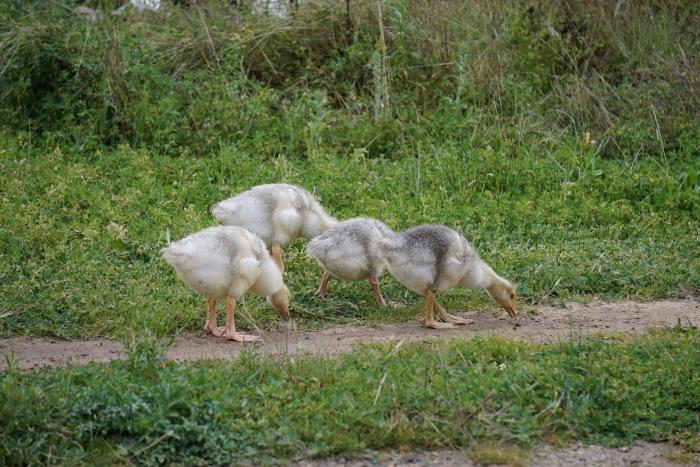 Pilgrim goslings 