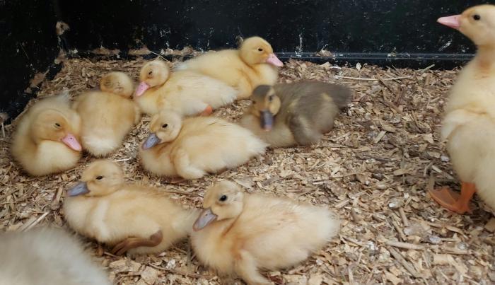 Pure Breed Indian Runner Ducklings