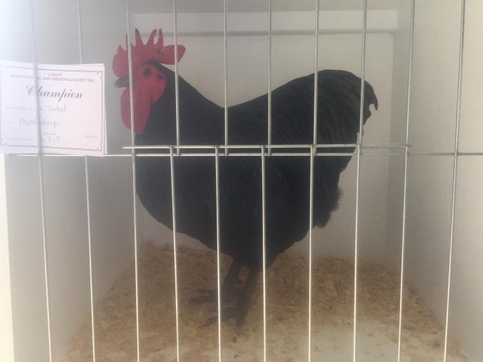 Australorp roosters 