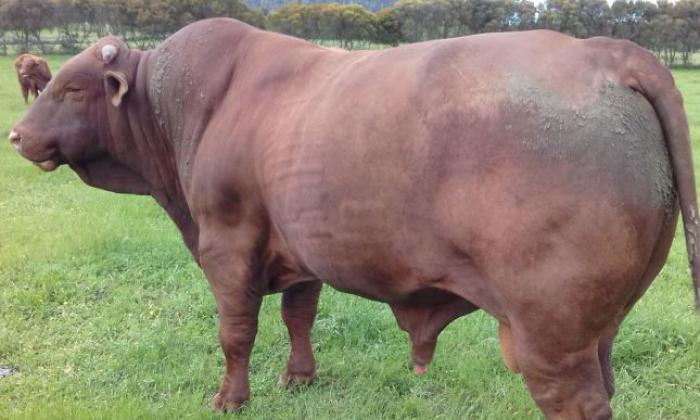 Stud Santa Gertrudis Bull