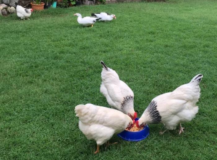 Pure Breed Light Sussex Hens for Sale