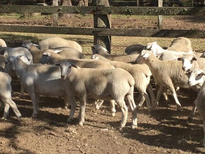 Young sheep for sale 5 rams 5 months old appox