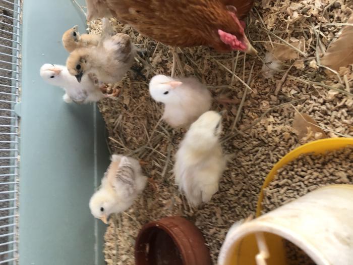Young chickens off heat + Silkie hen 