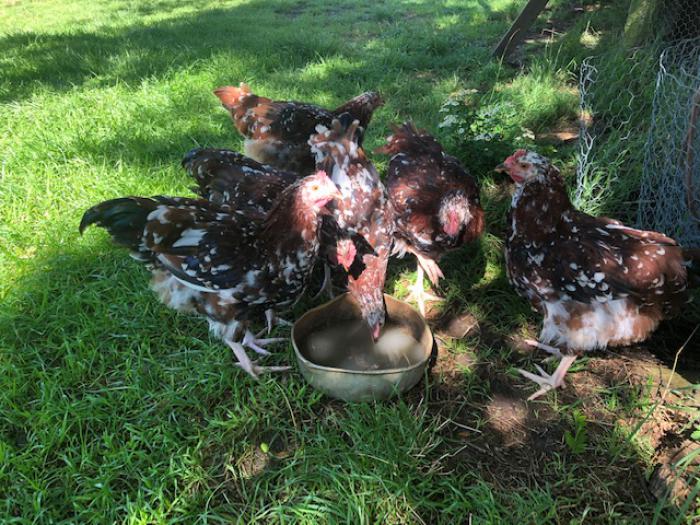 Speckled Sussex Roosters for Sale