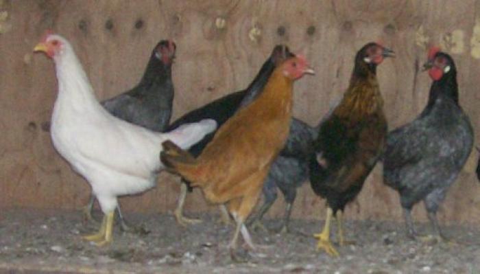 LEGHORN BANTAM PULLETS - LAYING AND POINT OF LAY