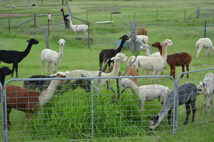 Multis, colours and whites = alpacas for sale