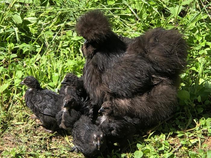 Silkie hen & 7 chicks
