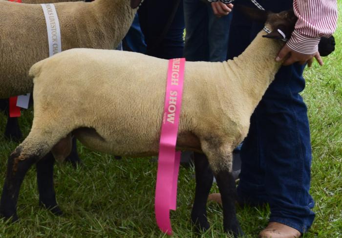 Stud suffolk ram lamb for sale