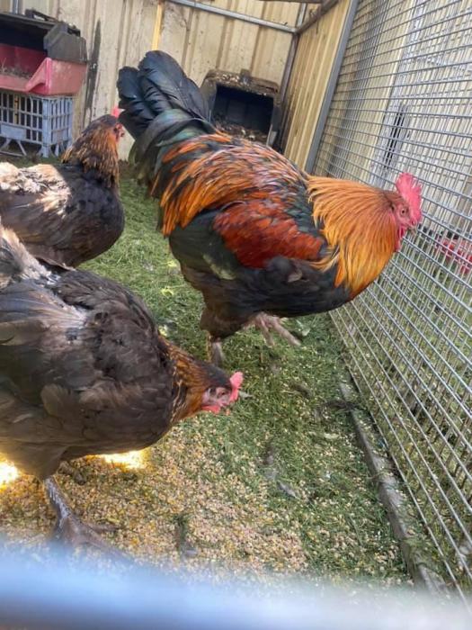 Chooks available need gone ASAP! 