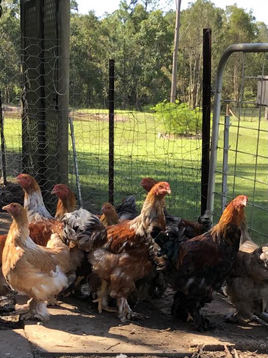 Brahma Roos and Pullets