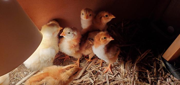 Unsexed Chicks for sale Rhode Island Red X New Hampshire