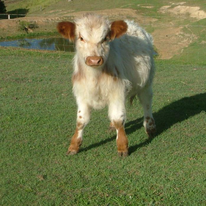 Red Belted Galloway Cow standard size for sale $3500