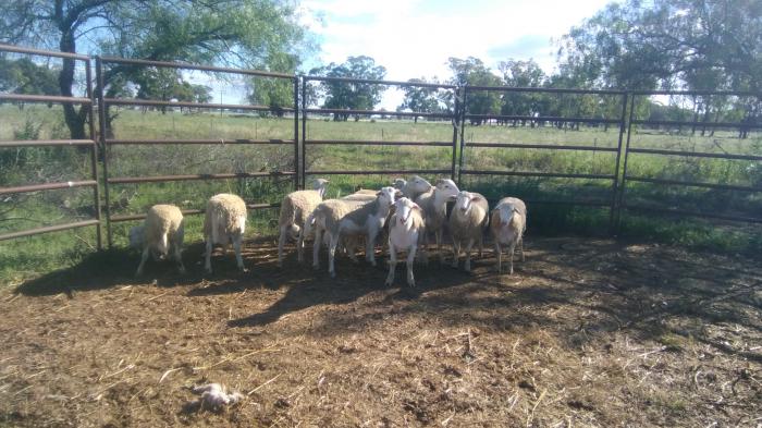 6 white dorpers rams