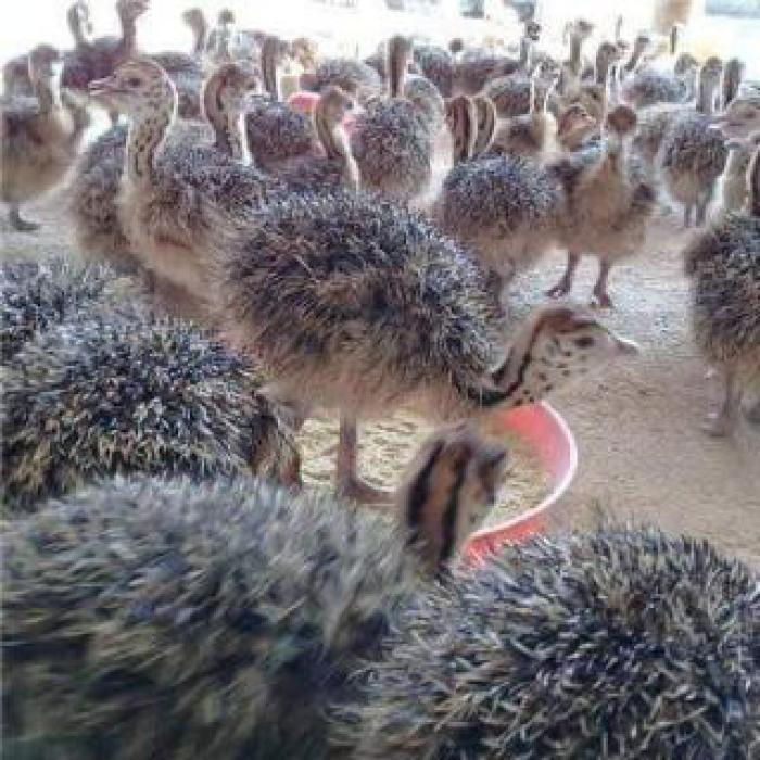 Hand raised ostriches for sale